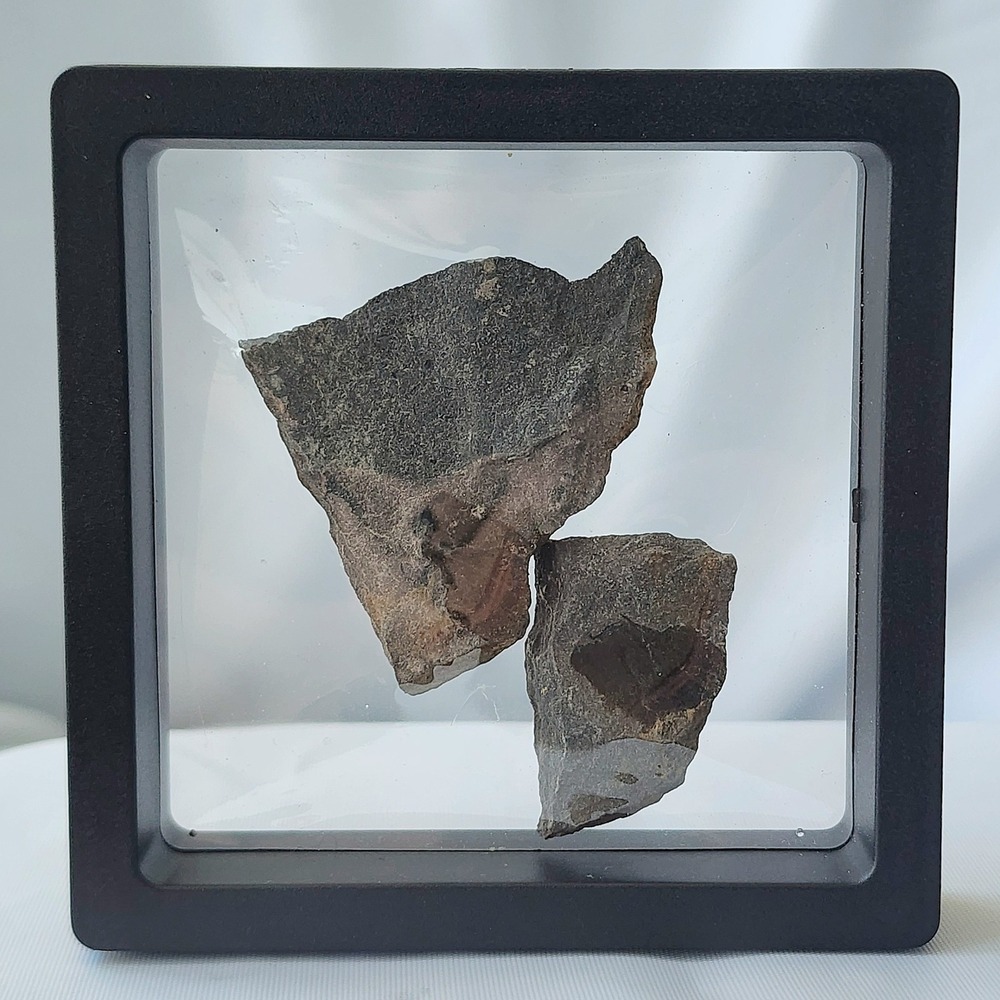 Carboniferous Period Fossils‎ From World Famous Union Chapple Mine Book Matched